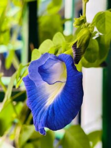Blauwe butterfly pea bloem met zacht gele kern, groeiend tussen groene bladeren in natuurlijk zonlicht.